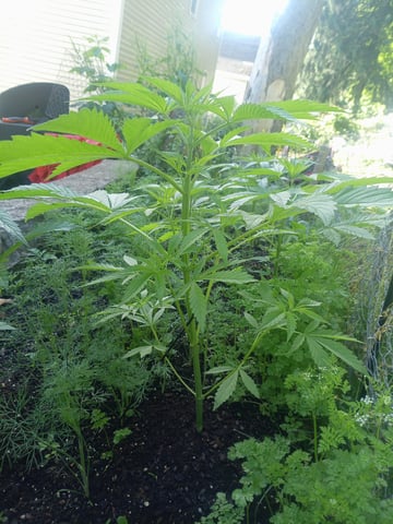 2025 grow — vegetative, day 1