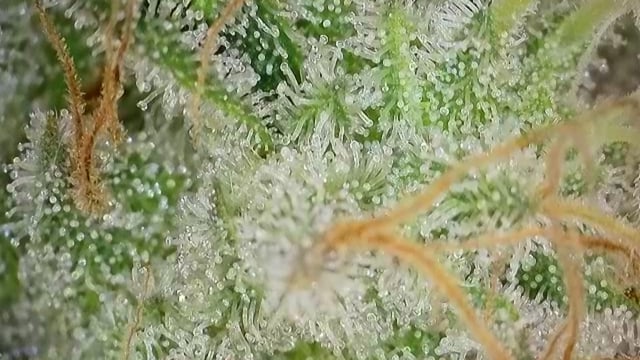 Cookies Usa — flower, day 107