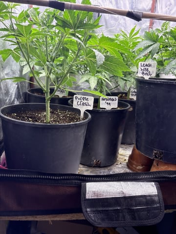 first grow in new 2x2 — vegetative, day 54