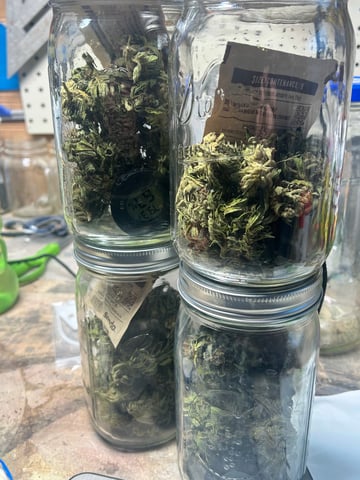 First ever grow — harvest, day 99