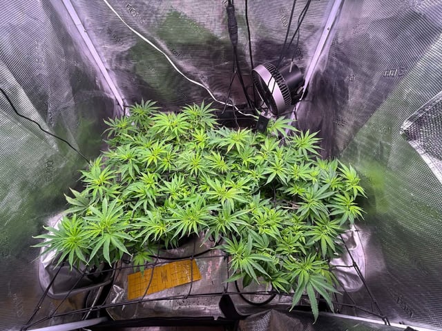 Blue Dream Feminized  — flower, day 103