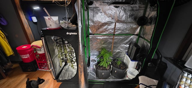 Let's just leave these right here! — vegetative, day 42