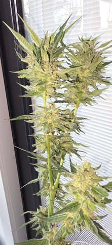 first grow — harvest, day 4