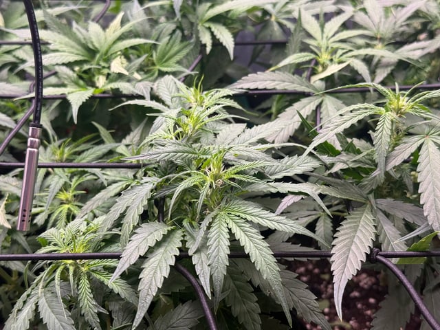 peaceful grow 1 — flower, day 40