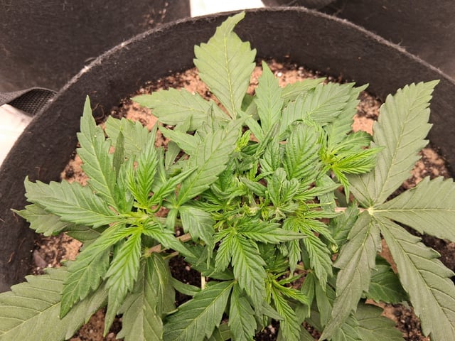 Seedman mix auto & seedman mix auto & GodFather OG — vegetative, day 35