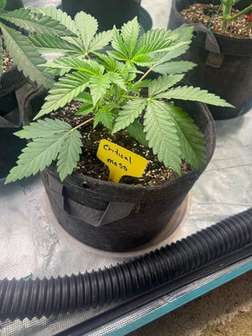  critical mass — vegetative, day 21