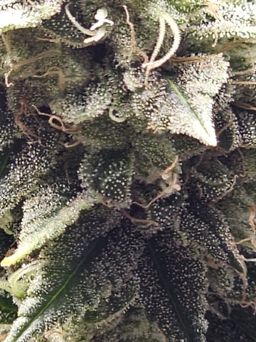 Jenny Kush photoperiod — flower, day 158