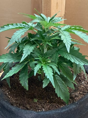 Indoor — vegetative, day 25