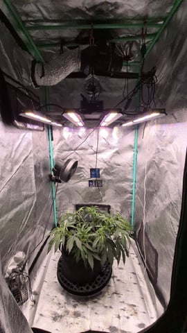 zlurricane blast — vegetative, day 42