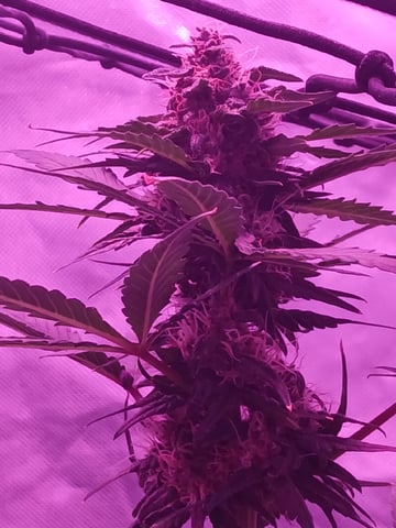 CountryG  — seedling_rooting, day 53