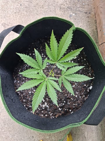 My First Grow — vegetative, day 62