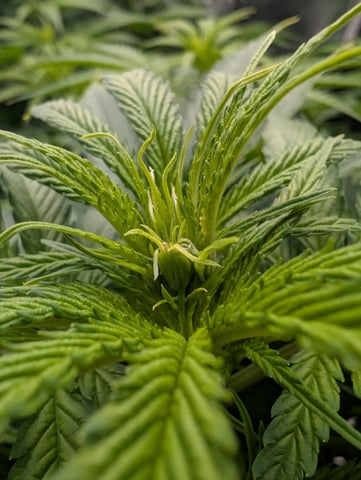 Acapulco Gold  — flower, day 64