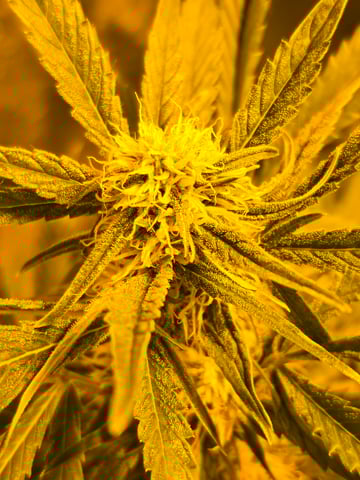 2nd Autoflower Indoor Grow — flower, day 53