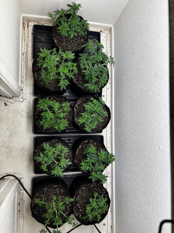 Outdoor Grow — vegetative, day 40