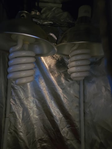 fruitstripe-x-breathworks VS Tropical cherry vs kush cake. vs og haze — grow_setup, day 1