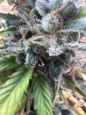 Green Crack — flower, day 45