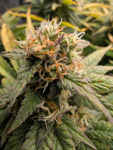 First Legal Grow — flower, day 125