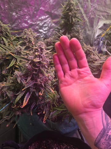 high octane x holy grail  — auto, day 73