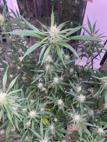 FIRST AUTO RUN — auto, day 36