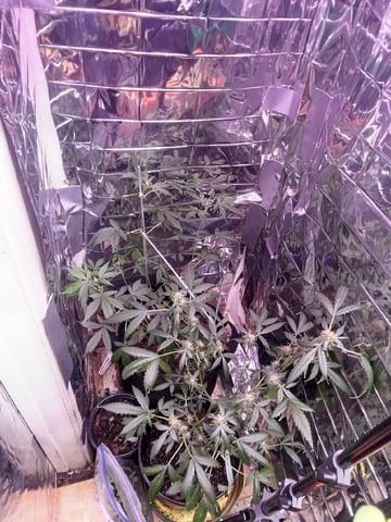 Queen Royal Autoflower  — flower, day 110
