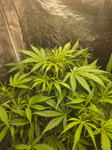 RQS Cookies Gelato — flower, day 45