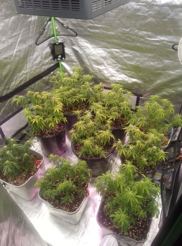 New run using General Hydroponics  — flower, day 3