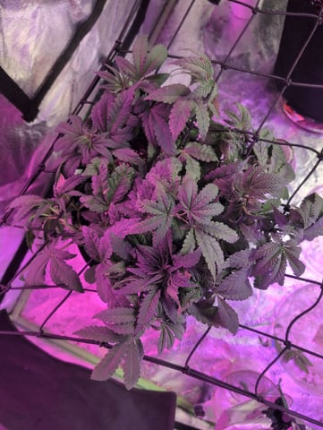 2025-26 — vegetative, day 36