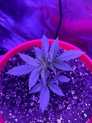 My First Grow — vegetative, day 2