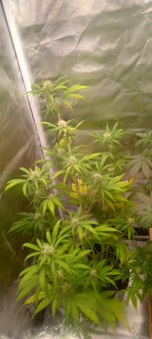 frst grow tent grow — auto, day 57