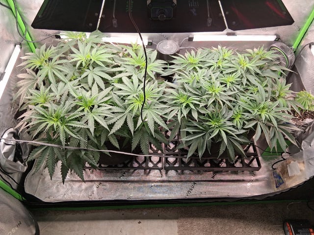 fruity pebbles, cap junky — flower, day 60