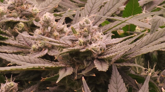 3rd run, 8 plant mom hunt - indoor top fed DTW with rockwool — flower, day 150