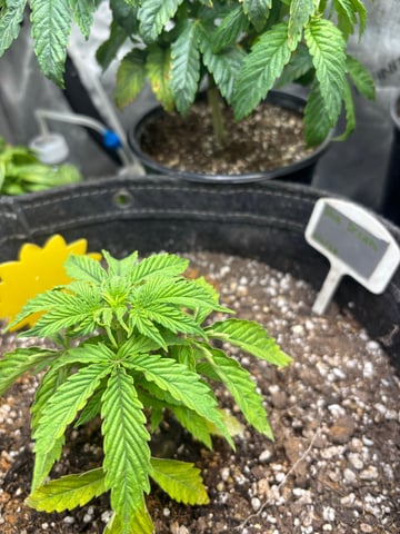 winter 25-26 — vegetative, day 16