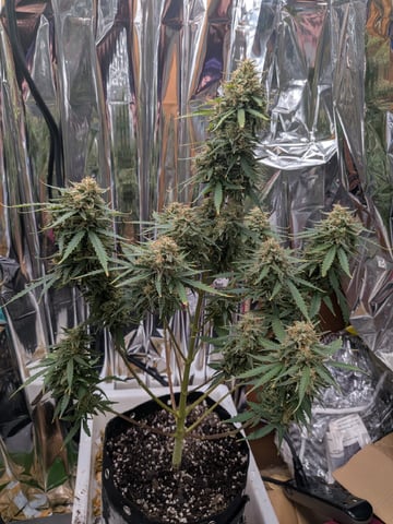 Zkittlez (Auto) — flower, day 115