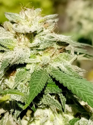 Unkown1  — flower, day 4