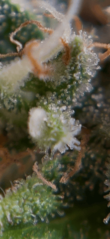 best budz — flower, day 83