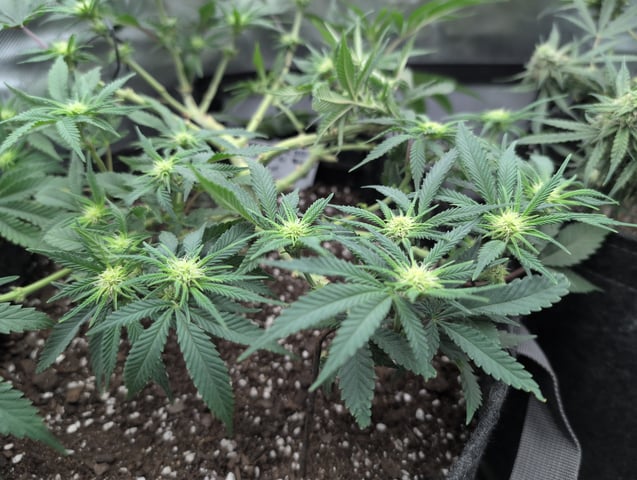 memphisto 3 bears OG, ethos high note r1 — flower, day 57