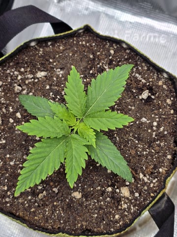 mc nuggets r1 — vegetative, day 12