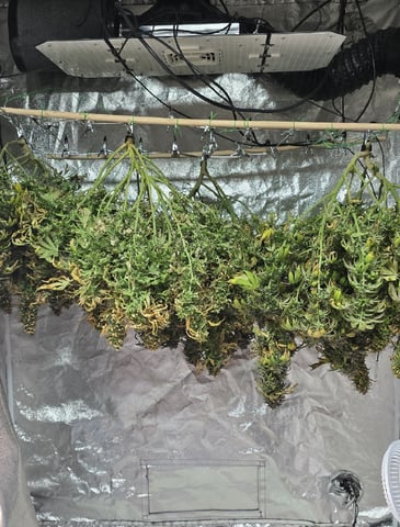 This grow may be interesting!