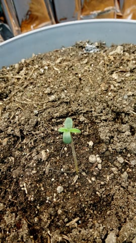 Jack hearer/Jack the ripper? — seedling_rooting, day 5