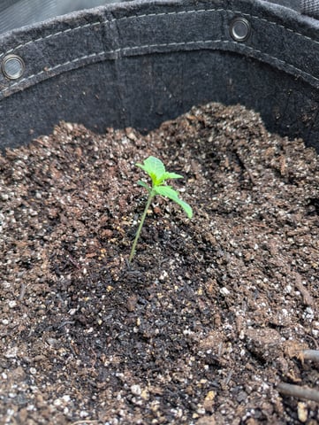 Boogie Brew + Bloom — vegetative, day 40