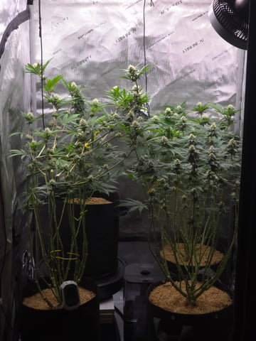 Purple Haze  — flower, day 84