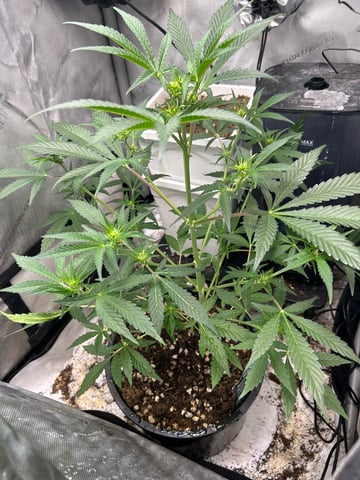 two clones and sour diesel  — flower, day 13