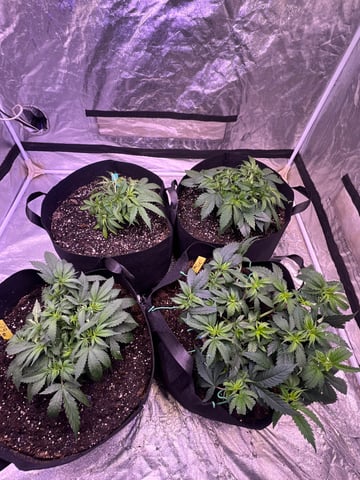 Indoor Grow  — vegetative, day 4