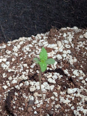 Pineapple Express Auto  — seedling_rooting, day 9