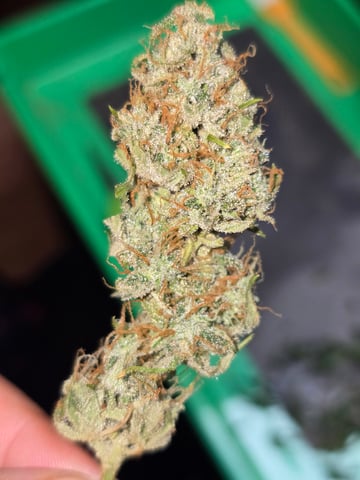 2nd Autoflower Indoor Grow — flower, day 82