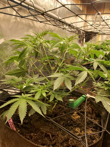 Banana Purple Punch & Rainbow Showers — vegetative, day 53