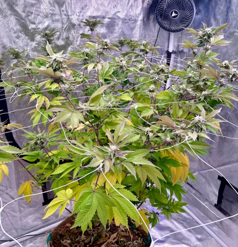 grow 4 — flower, day 78