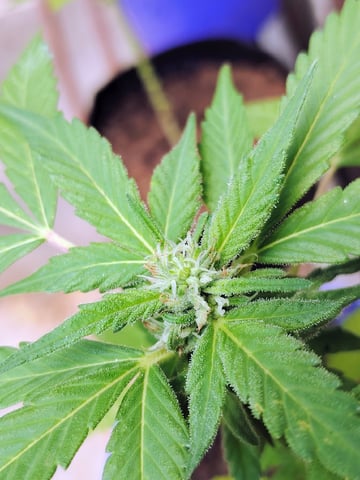 permanent marker feminised  — flower, day 44