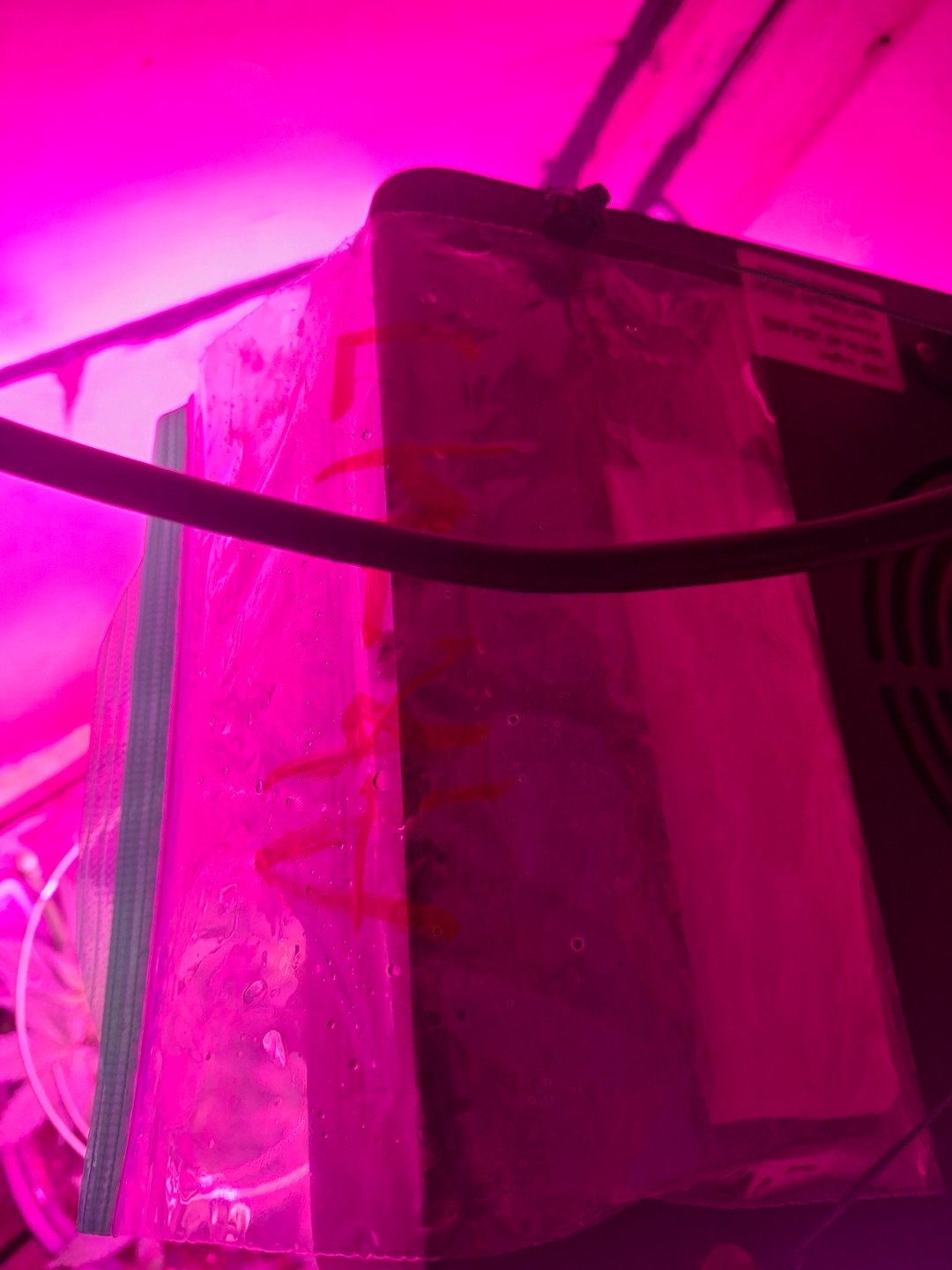 Ak-47 (Fast Verison) and pine Auto 