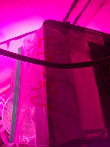 Ak-47 (Fast Verison) and pine Auto  — grow_setup, day 1